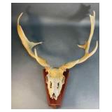 Skull with Antlers Mount