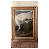 Audubon Whooping Crane Framed Print