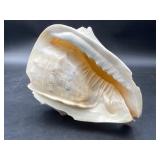 Conch Shell