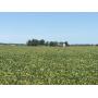 237+/- Acres Prime Farmland!
