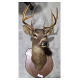 Deer Taxidermy