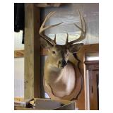 Whitetail Taxidermy Deer Mount
