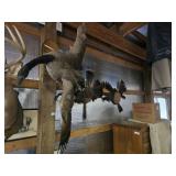 Canadian Goose Mount & Turkey Fan Mounts