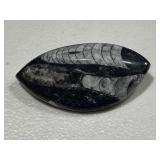 Unique Polished Orthoceras Fossil Brooch
