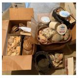 Lot of Seashells & Crab Shells