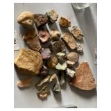 Fossil & Specimen Collection