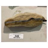 Fossilized Ancient Specimen