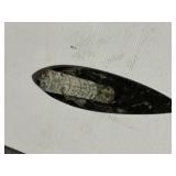 Polished Orthoceras Fossil