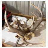 Deer Antlers