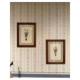 Pair of Framed Scientific Prints