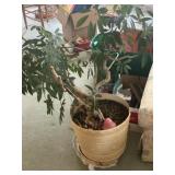 Potted Dwarf Umbrella Tree