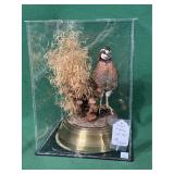 Stuffed Quail Taxidermy in Display Case