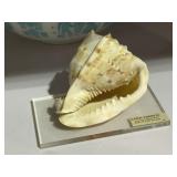 Shell on Acrylic Vase