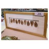 Framed Natural Specimen Art Golden Raintree