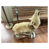 Full Body Coyote Taxidermy Mount