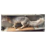 Mounted Full Body Fox