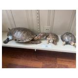 Taxidermy Turtles
