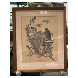 Broad Wing Hawk Audubon Print