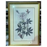 Audubon Hummingbird Framed Print