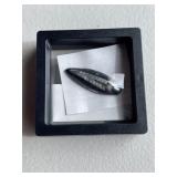 Orthoceras Fossil