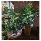 Rooster Planter & Bamboo Planter