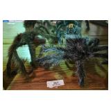 Large Spiders