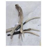 Lot of Antler Horns