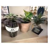 3 Potted Succulents