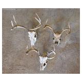 European Mounts