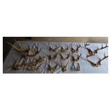 Assorted Antlers