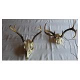 European Mounts