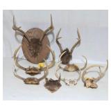 Vintage Deer Antlers