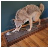 Coyote Taxidermy Mount