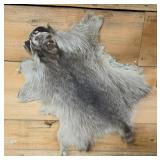 Raccoon Pelt