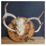 Deer Mount