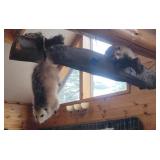 Possum and Raccoon Taxidermy Mount
