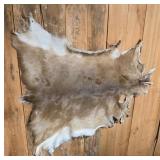 Deer Hide
