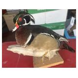 Taxidermy Duck #1