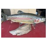 Taxidermy Fish