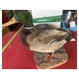 Taxidermy Duck #2