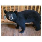 Black Bear Taxidermy