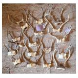 Deer Antlers