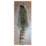 Raccoon Pelt