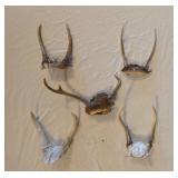 Deer Antlers