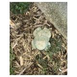 Garden Toad