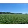 637+ Ac Washington Co Land (Quality Farm Land & Timber) Online Only Auction