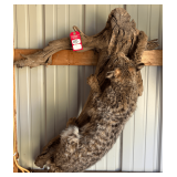 Bob Cat Taxidermy Full Body Mount
