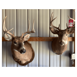 Whitetail Deer Taxidermy Shoulder Mount