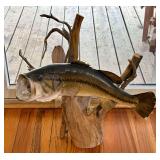 Largemouth Bass Taxidermy