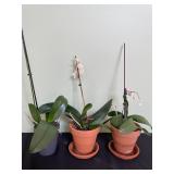 3 - live orchid plants